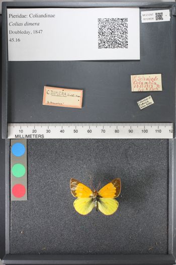 Media type: image;   Entomology 124636